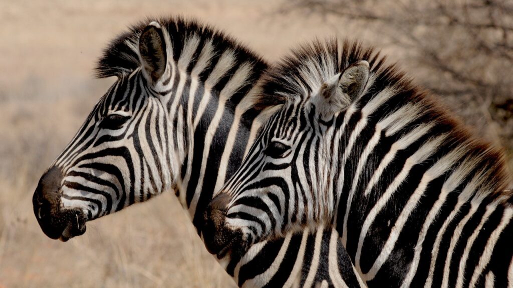 Mecheros de Cebras o Zebras